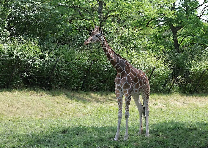Alexander Am Zoo Kg